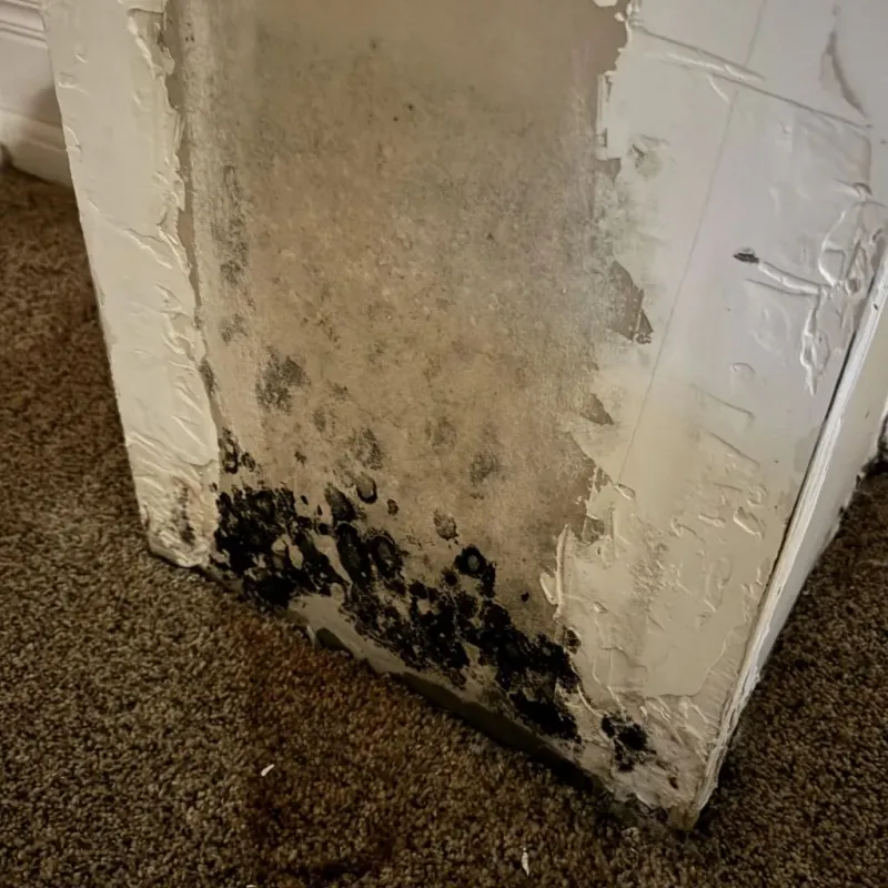 Professional Mold Removal in Yazoo City, MS